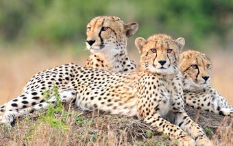 Three cheetahs looking for something to hunt